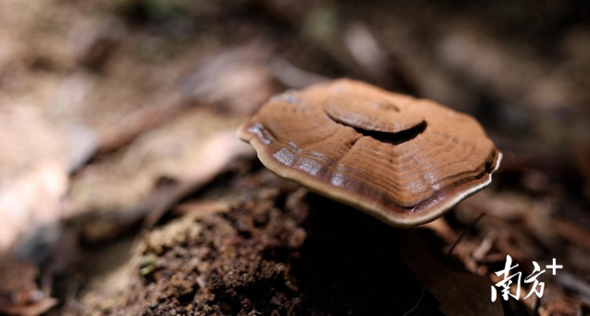 中国灵芝第一村在哪里,灵芝之乡
