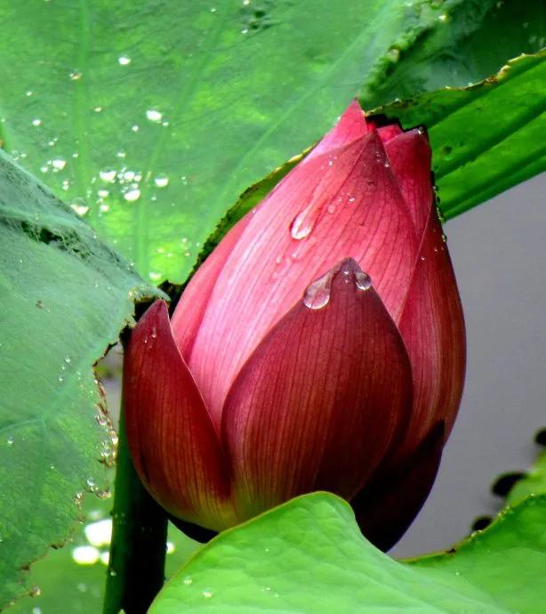 濯清涟而不妖说的是荷花还是莲花,濯清涟而不妖的荷花名句