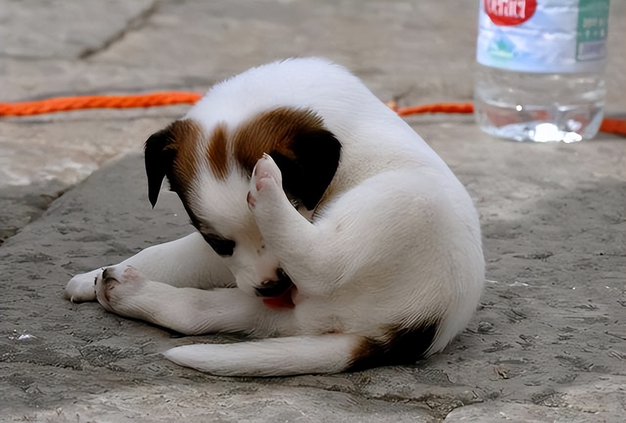 狗狗老是舔排尿处什么原因,狗狗舔被子是什么原因