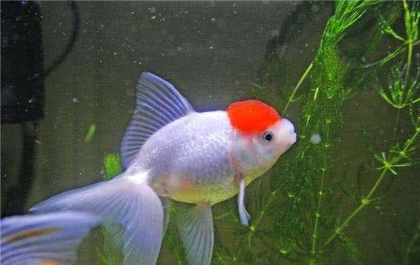 养鱼知识大全如何养水,最全养鱼常识养鱼之前先看这篇