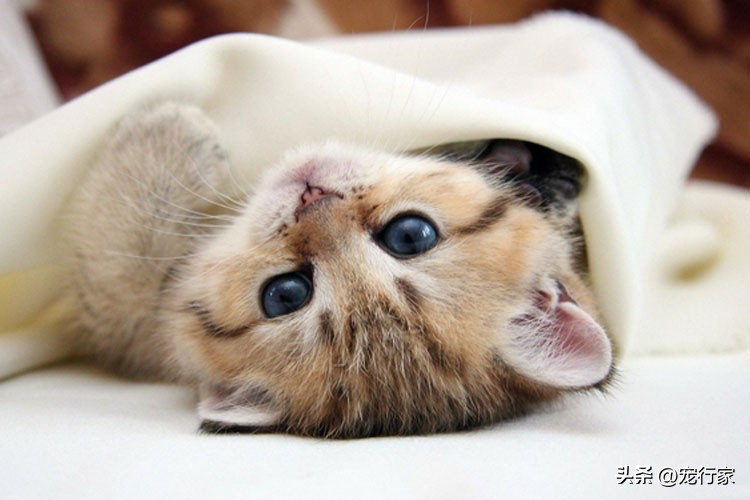 猫咪冬天如何防感冒,冬天给猫穿衣服保暖有用吗