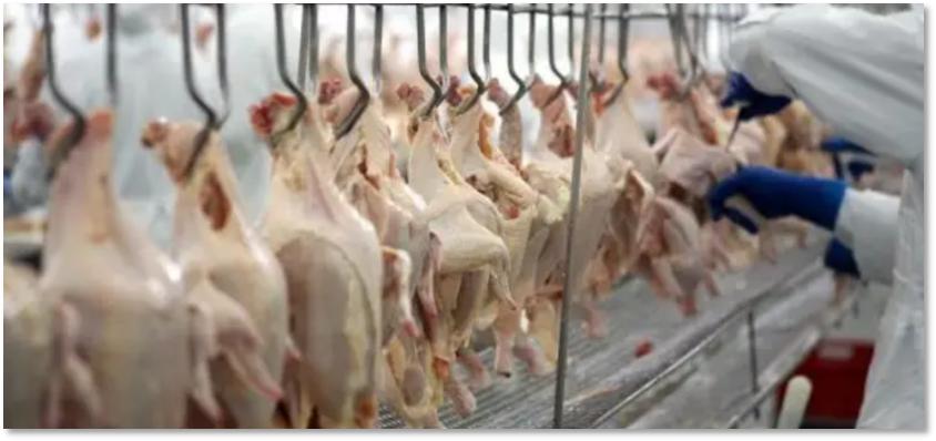 猪价持续上涨国家有什么措施,猪价大幅上涨可能性不大