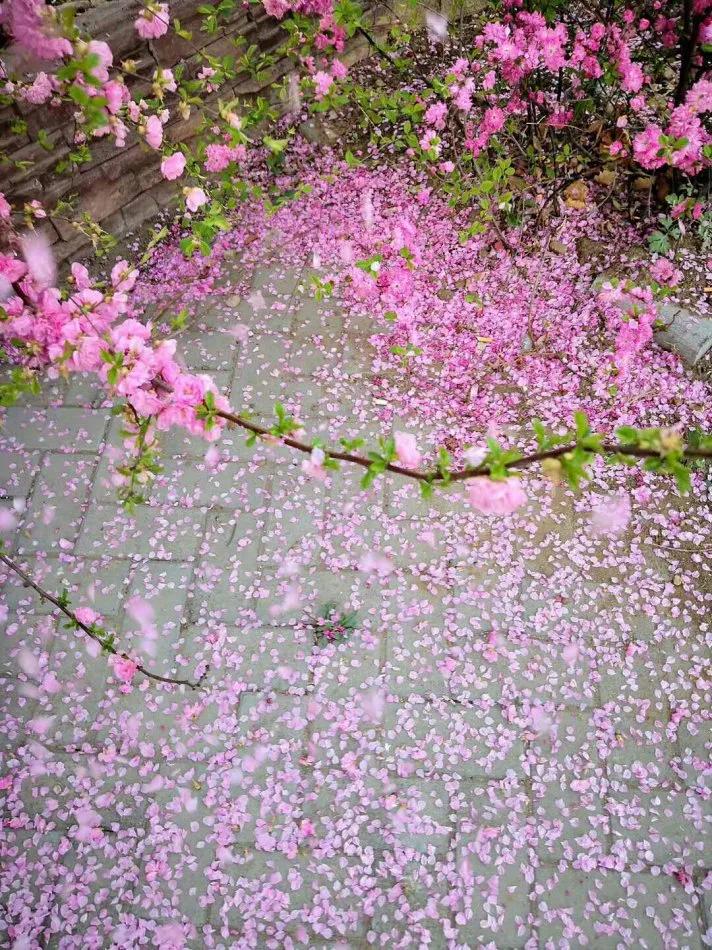 四季轮回中花开花落,花开花落是四季轮回