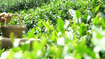 避暑打满分！七八月推荐13个人少景美的宝藏小城！逃离蒸炉