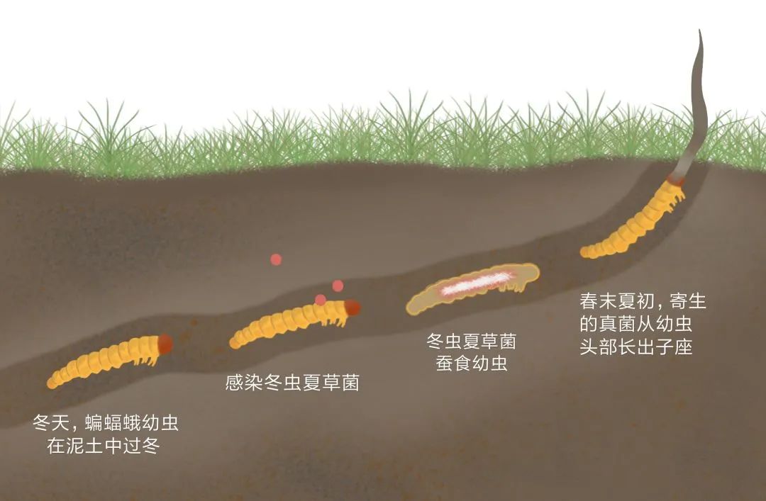 挖虫草遭雷击身亡,挖虫草被雷击的图片
