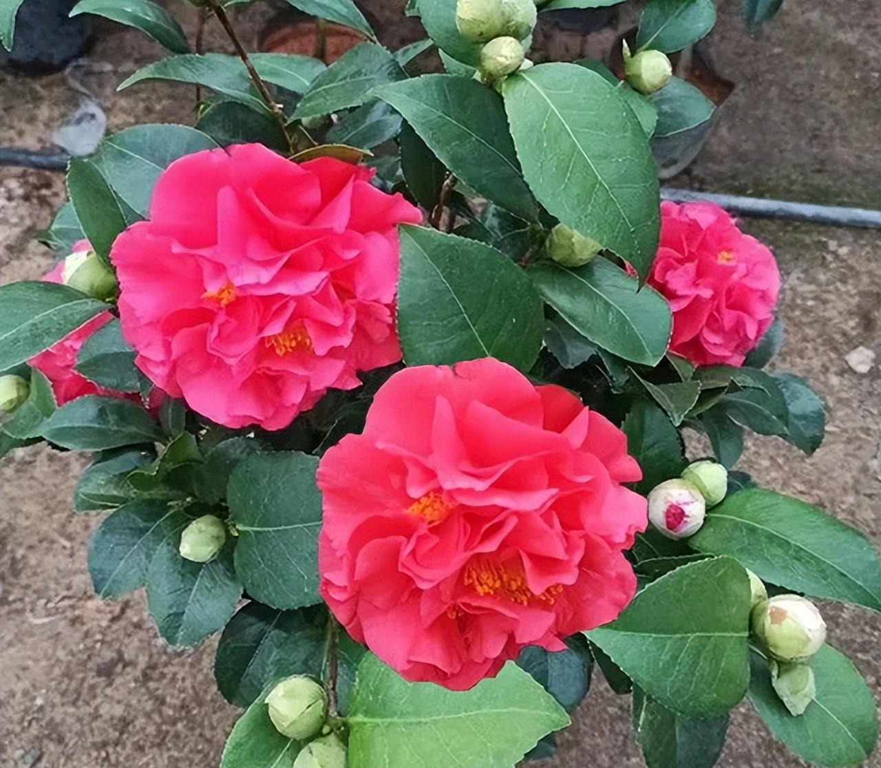 克瑞墨贵还是赛牡丹贵,克瑞墨大牡丹花真的耐寒好养吗