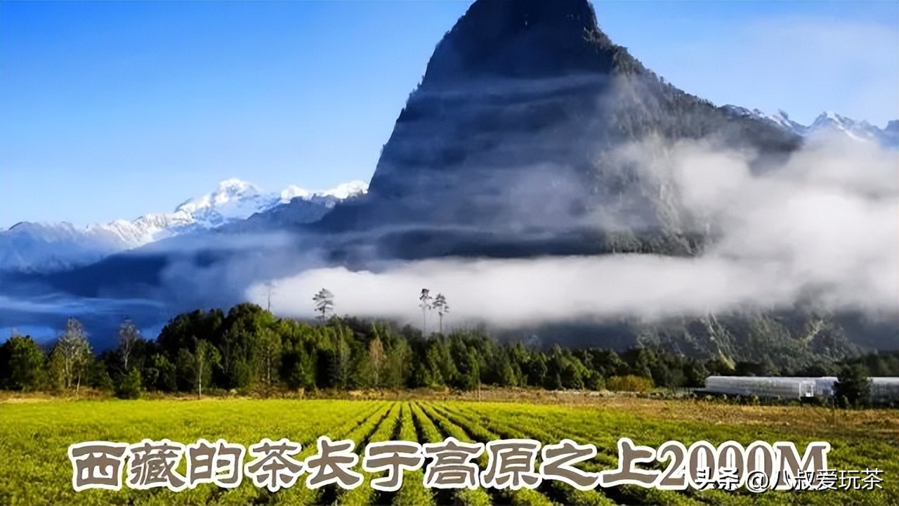 中国各省份名茶代表,中国十大名茶地图