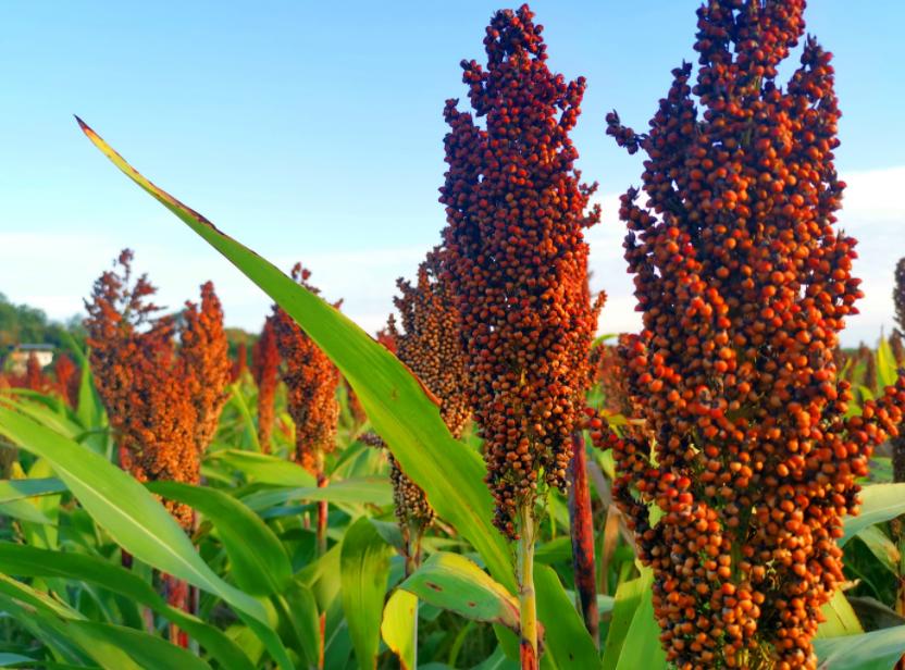 白酒保质期18个月过期了还能喝吗,过期的白酒能扔吗