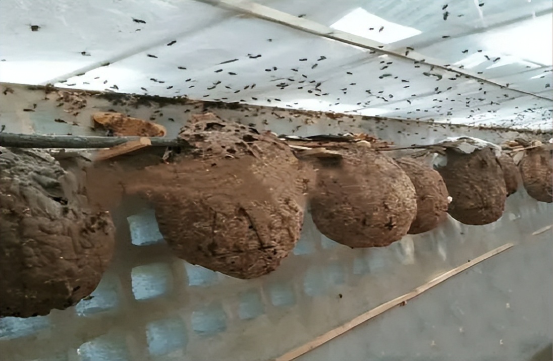 杀人蜂和胡蜂还有大黄蜂谁厉害,杀人蜂厉害还是胡蜂厉害