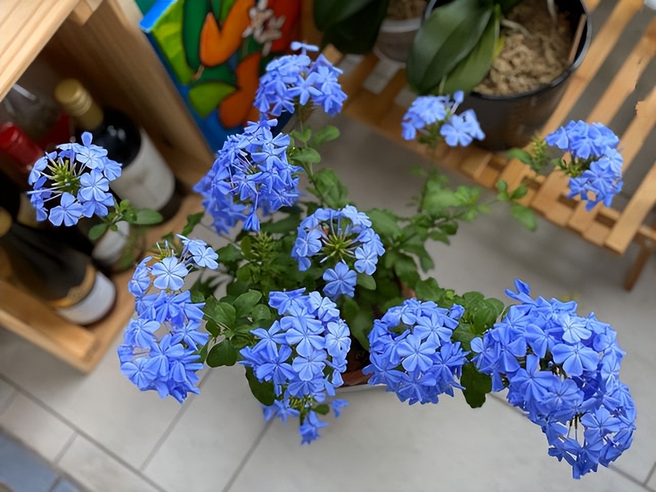 3种花耐干旱又好养一年开花,4种花容易打理易开花花期长