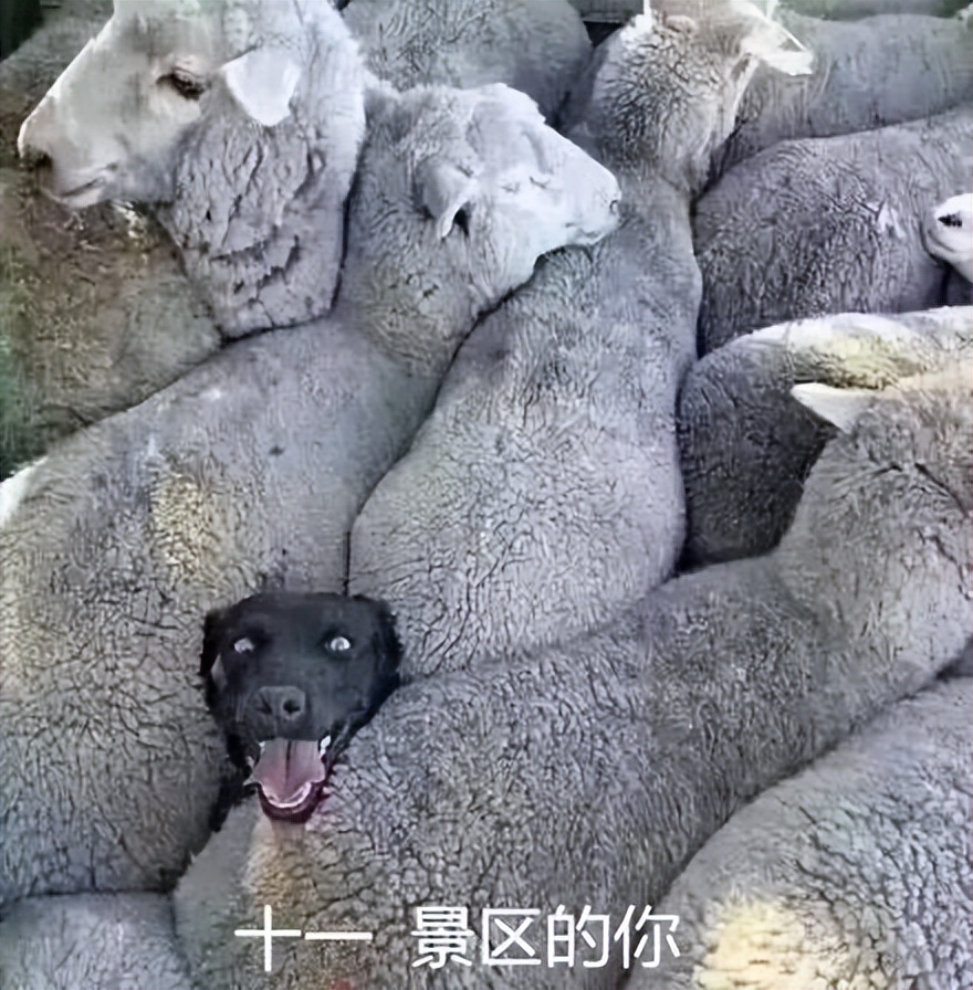 十一长假早已不像你想象中的图片,十一长假壮观景象