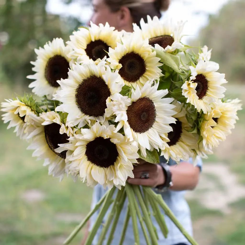 七夕将至花语怎么说,七夕送女生什么花给喜欢的女生