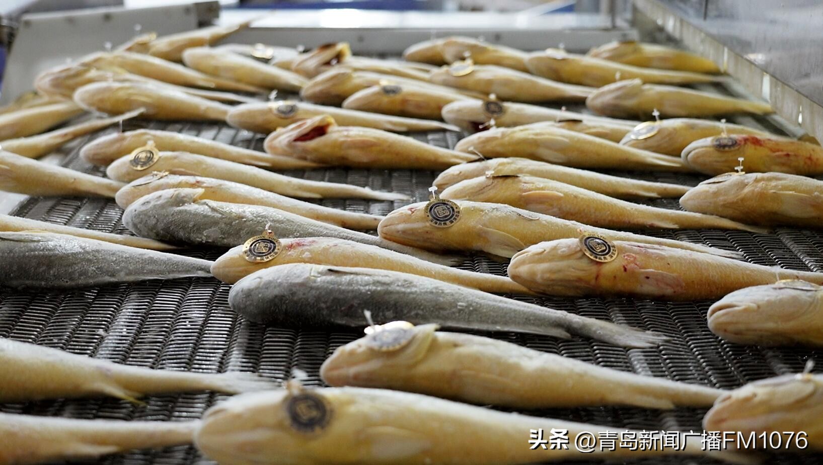 青岛国信一号深海野游大黄鱼,大型养殖船国信一号