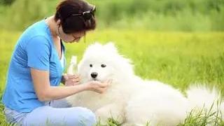 怀孕后养宠物的危害有哪些,孕早期养宠物有哪些危害