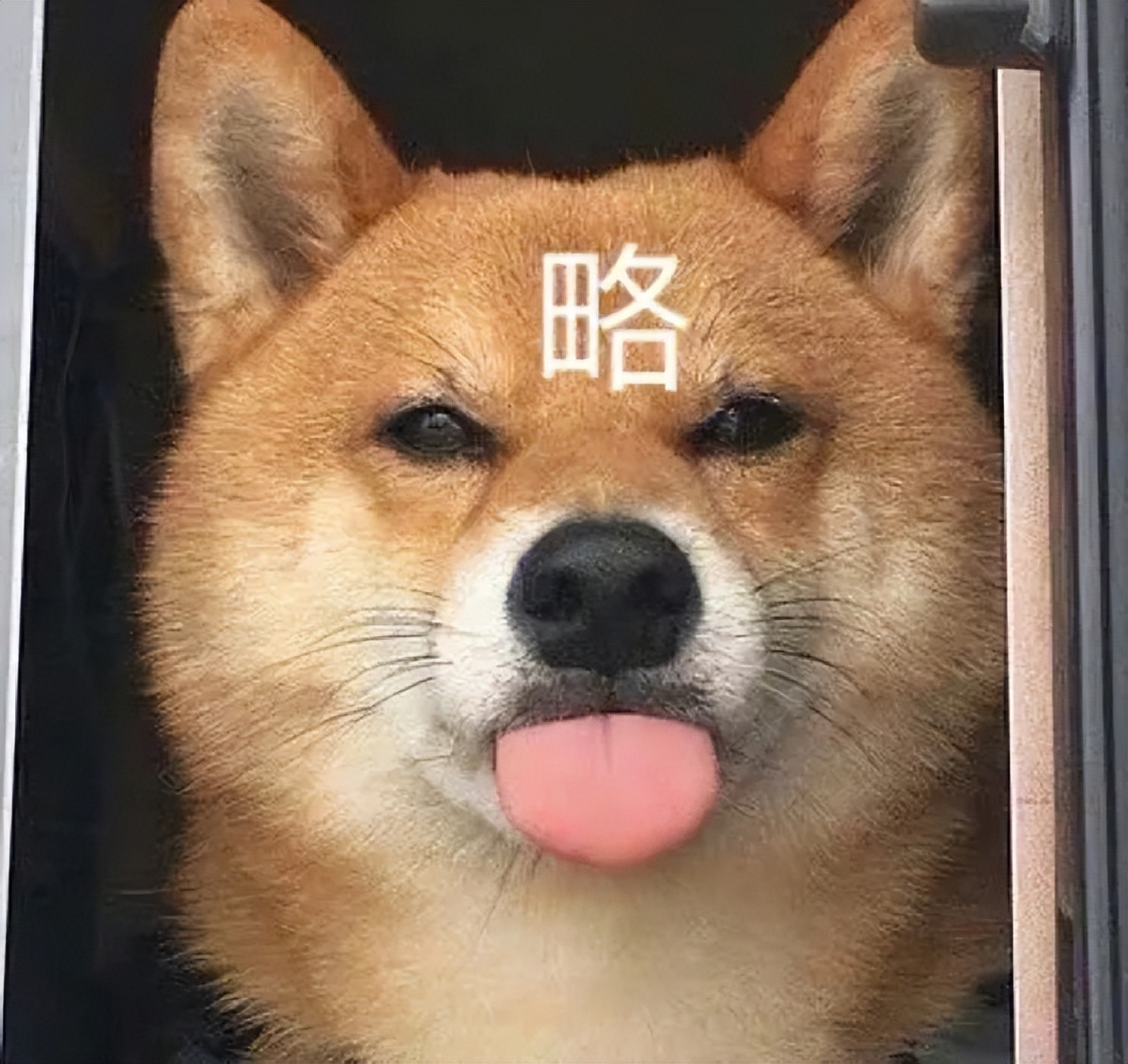 家里养一只狗有什么好处和坏处,家里养一个月的狗有什么说法