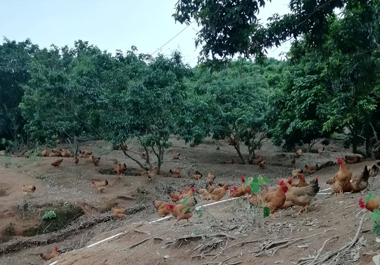 林下养鸡为何没人干了,农村林下养鸡为何如此迅速淘汰