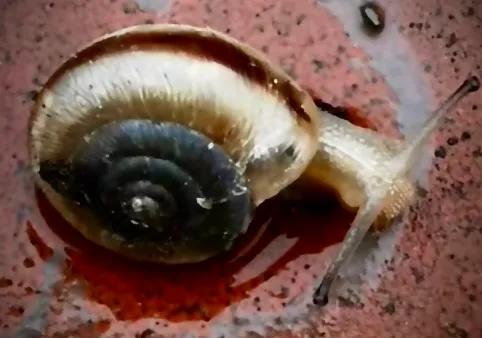 拍拍贷申请条件,拍拍贷案件通知是真的吗