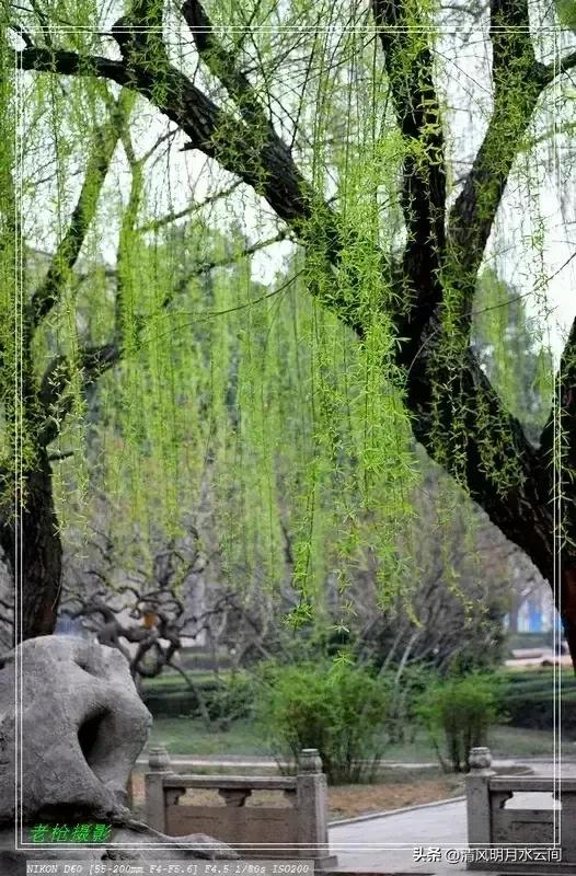 依依垂柳，妖妖春水