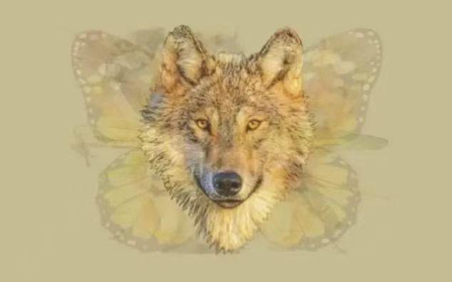 “一张图片”第一眼看出什么动物，就反映出你是什么人，非常准