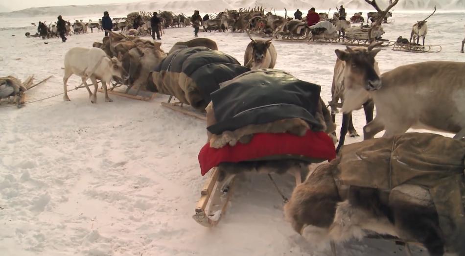 俄罗斯牧民有多少钱,俄罗斯鄂温克人饲养驯鹿