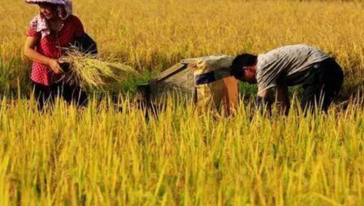 农村人口进城的弊端,农村人口流失问题怎么解决