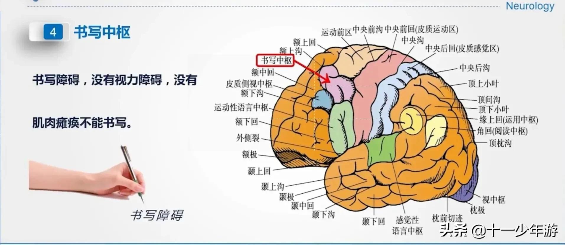 大脑的结构解剖示意图,大脑镰下疝解剖结构