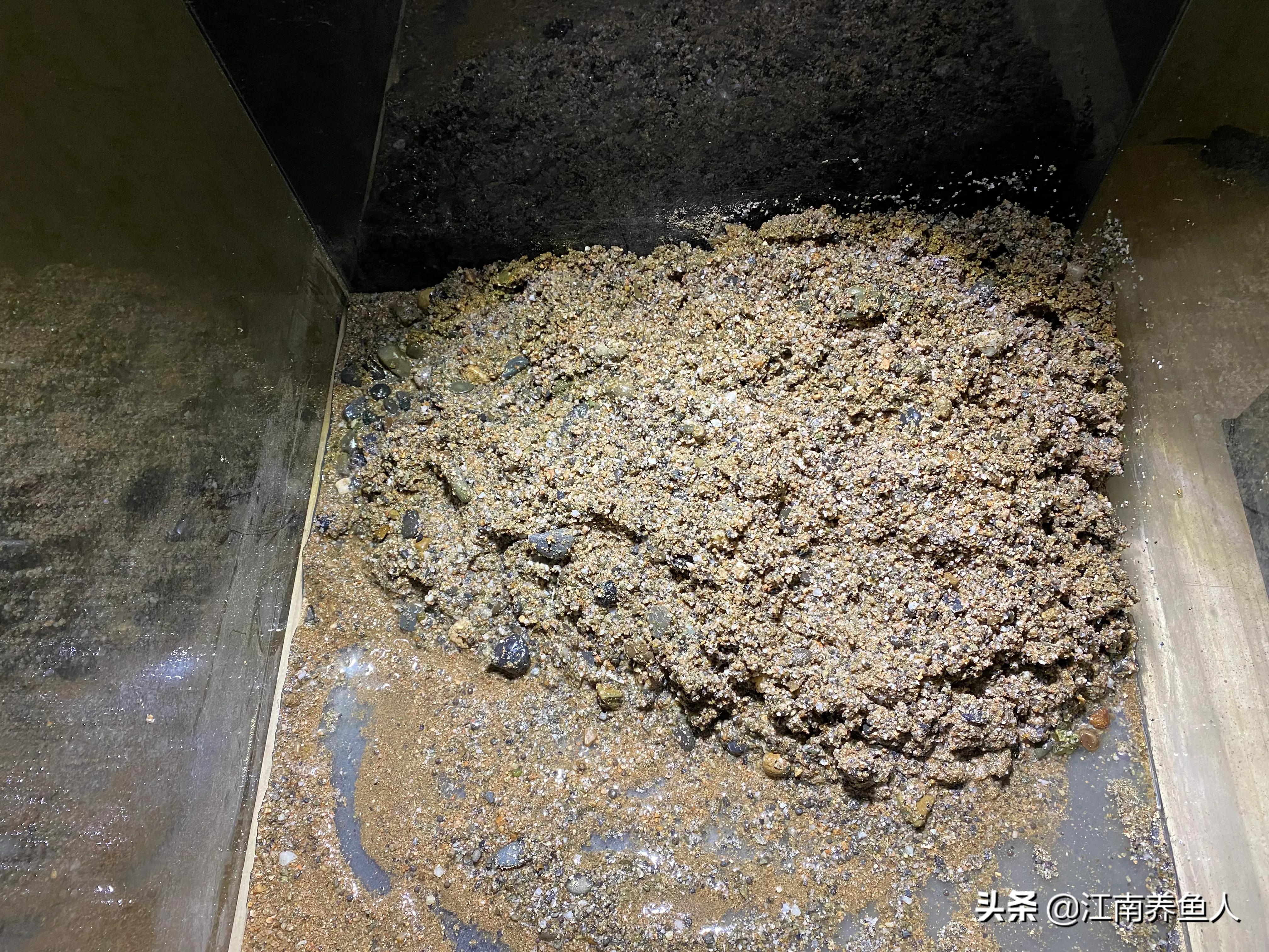 原生缸虾虎鱼怎么装过滤,原生态虾虎缸如何开缸养水