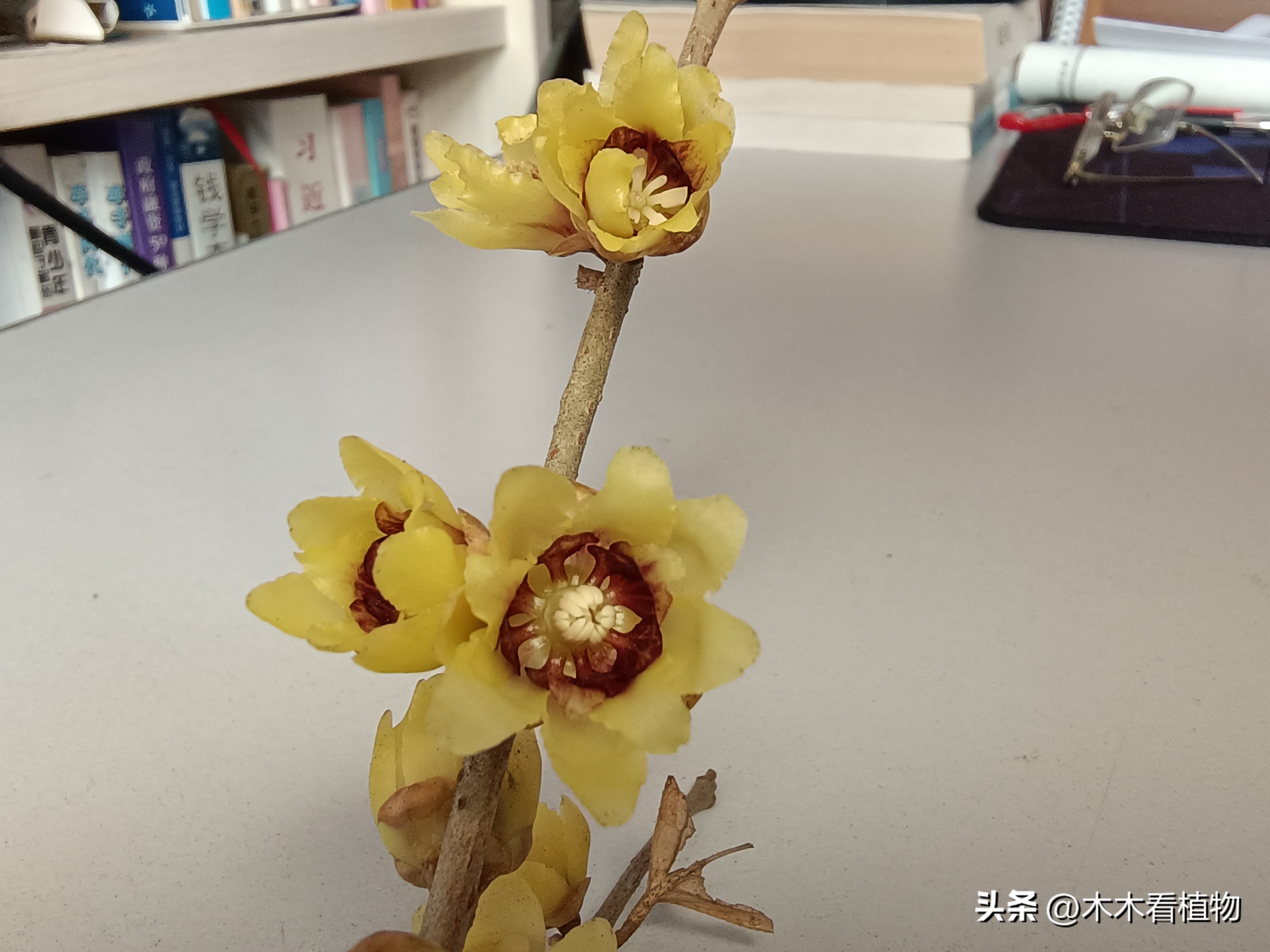 鑵婃鑺辩殑缁勮,鑵婃鑺辩殑缁勮杩囩▼