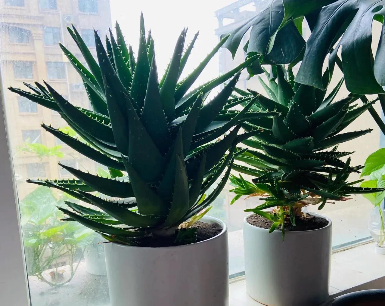 室内养什么释放氧气最多,室内氧吧盆栽