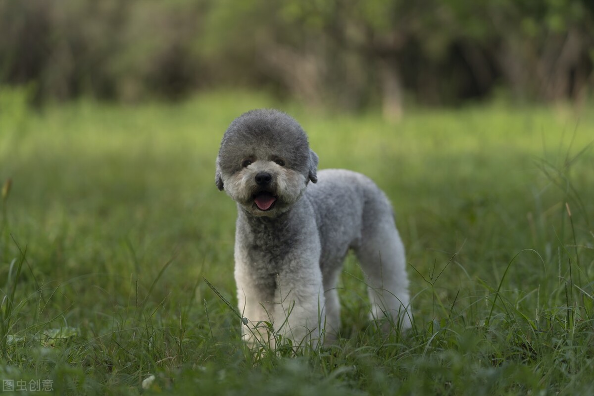 懒人家养小型犬,适合懒人养的小型犬还好养活