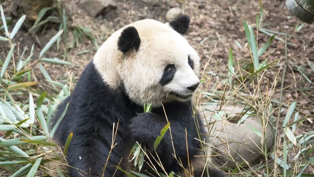 过年“嗨”不停！1.5h飙拢的7大都江堰宝藏逛耍地！这份全攻略请收好，初二耍到初六不重样~