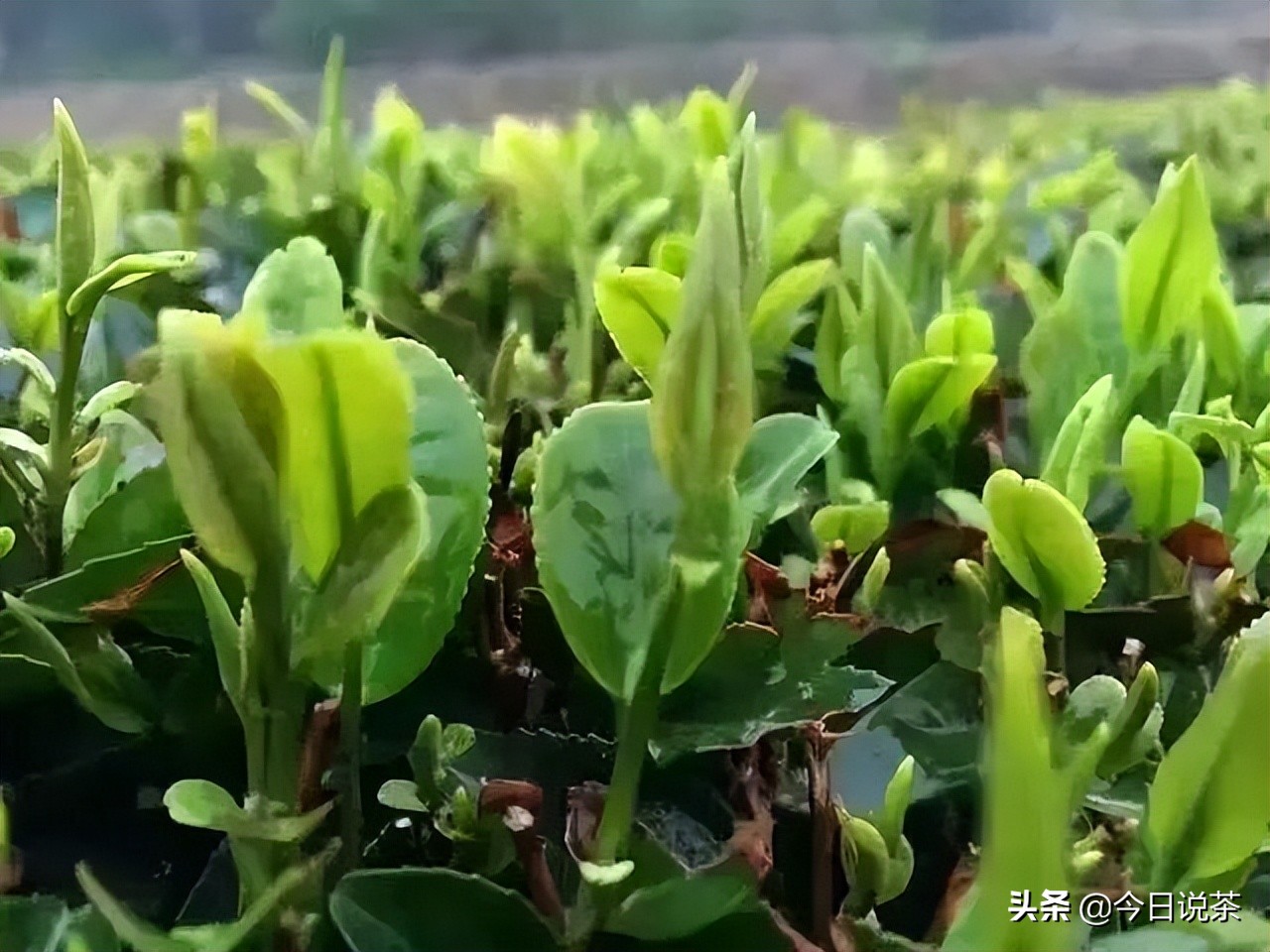 崂山绿茶日照绿茶南方绿茶图片,崂茗绿茶和崂山绿茶