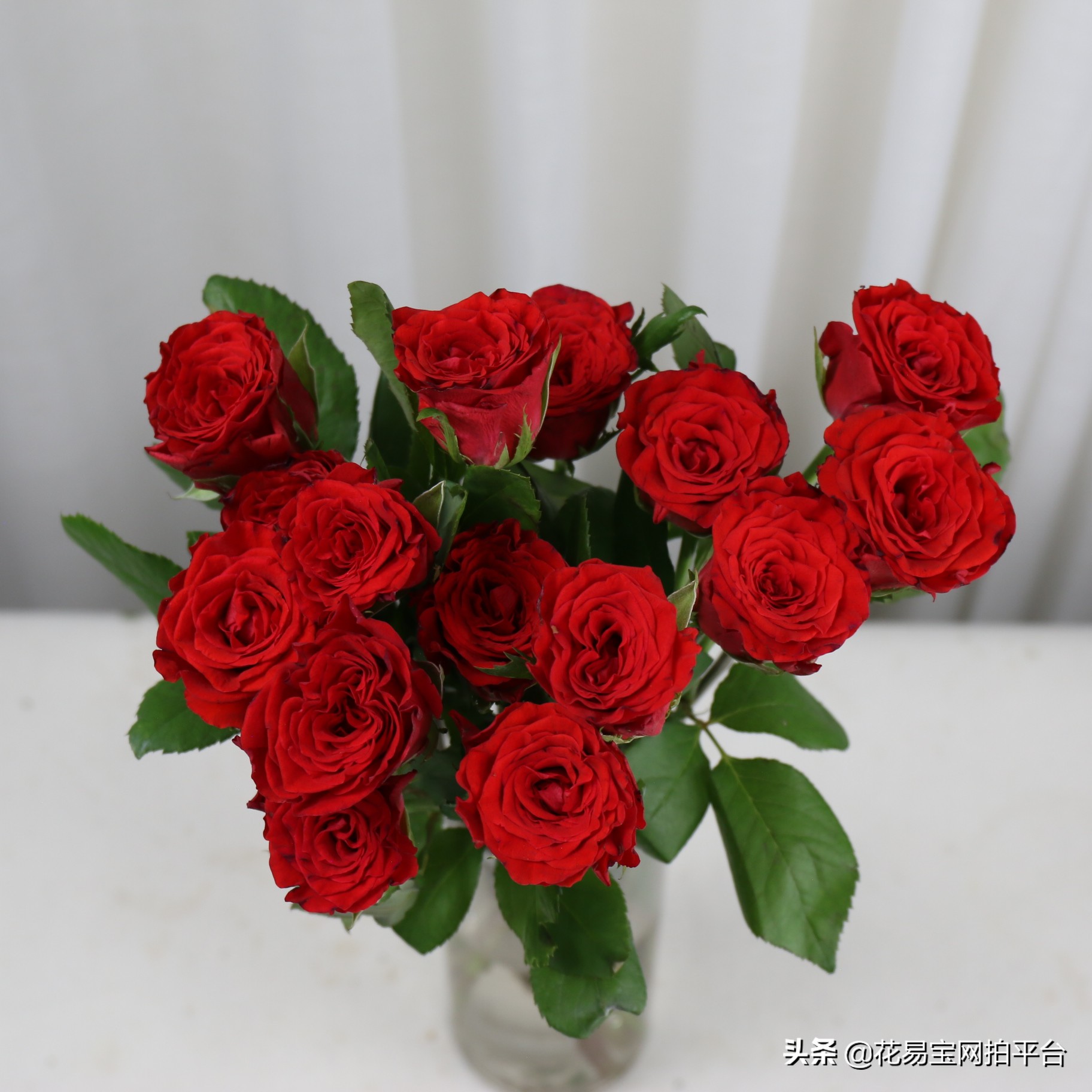 红玫瑰哪种耐放好养活,哪种红玫瑰最好养