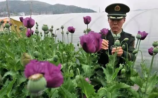 *粟罂**花,珍爱生命,远离*品毒**|花名册No.00076