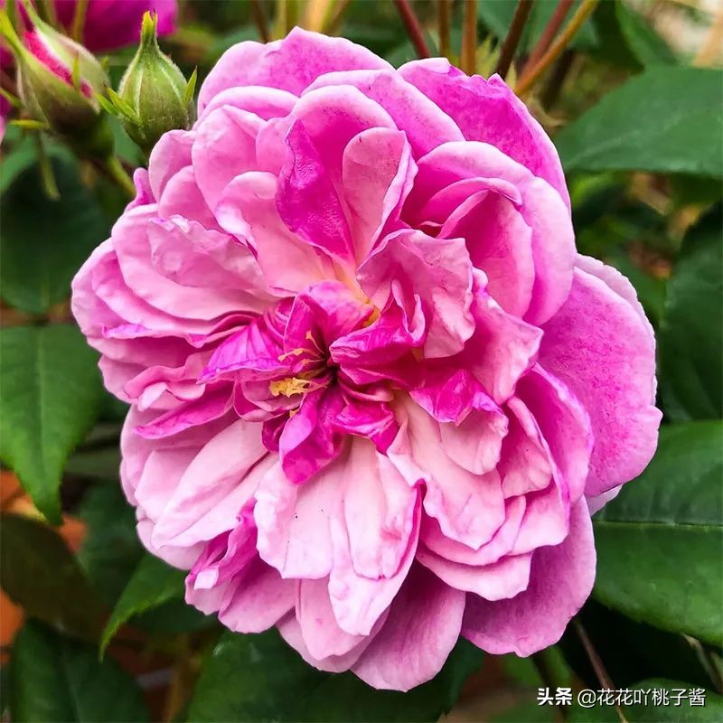 2019月季新品种金奖,超新品月季有哪些品种