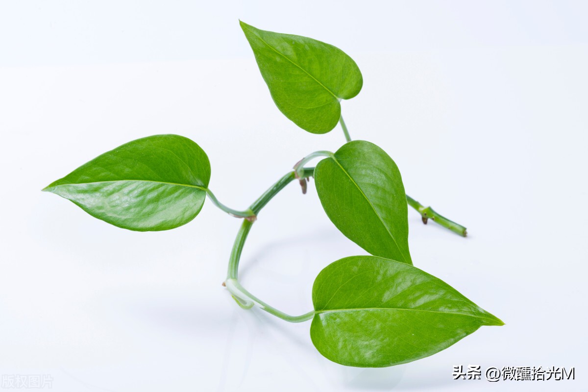 这几种植物千万别在家里养,这几种绿植不要在室内养