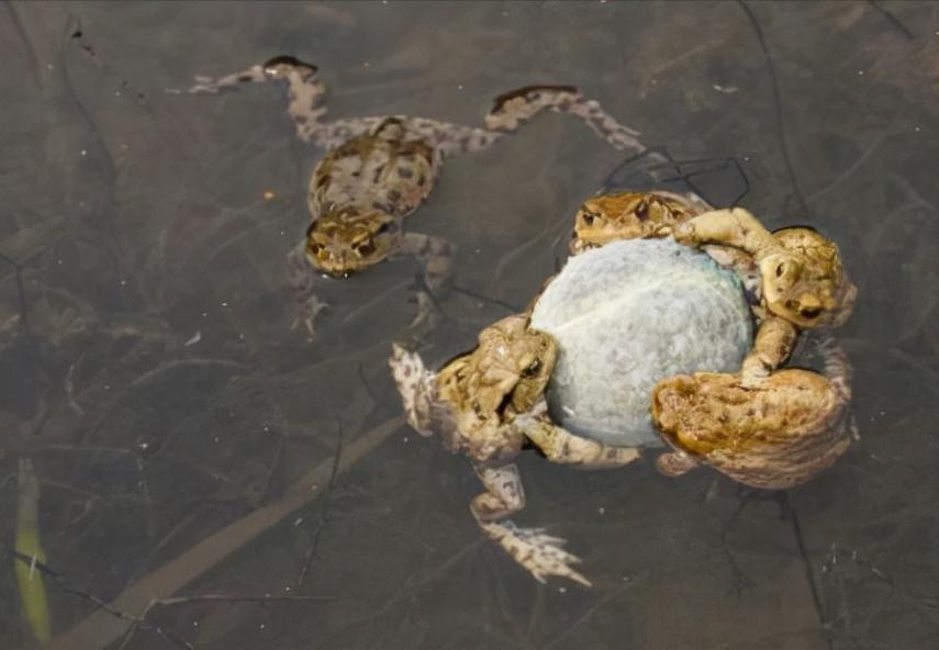 一男子钓鱼钓出了不明物体,钓到无眼鱼有什么说法