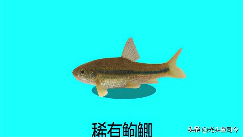 钓鱼钓到保护鱼种放了违法吗,钓鱼犯法的鱼类有哪些种类