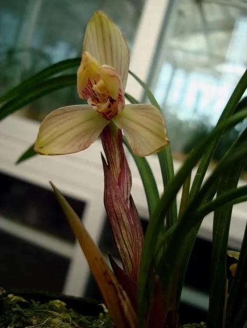 兰花品种大全四川,兰花品种鉴别方法