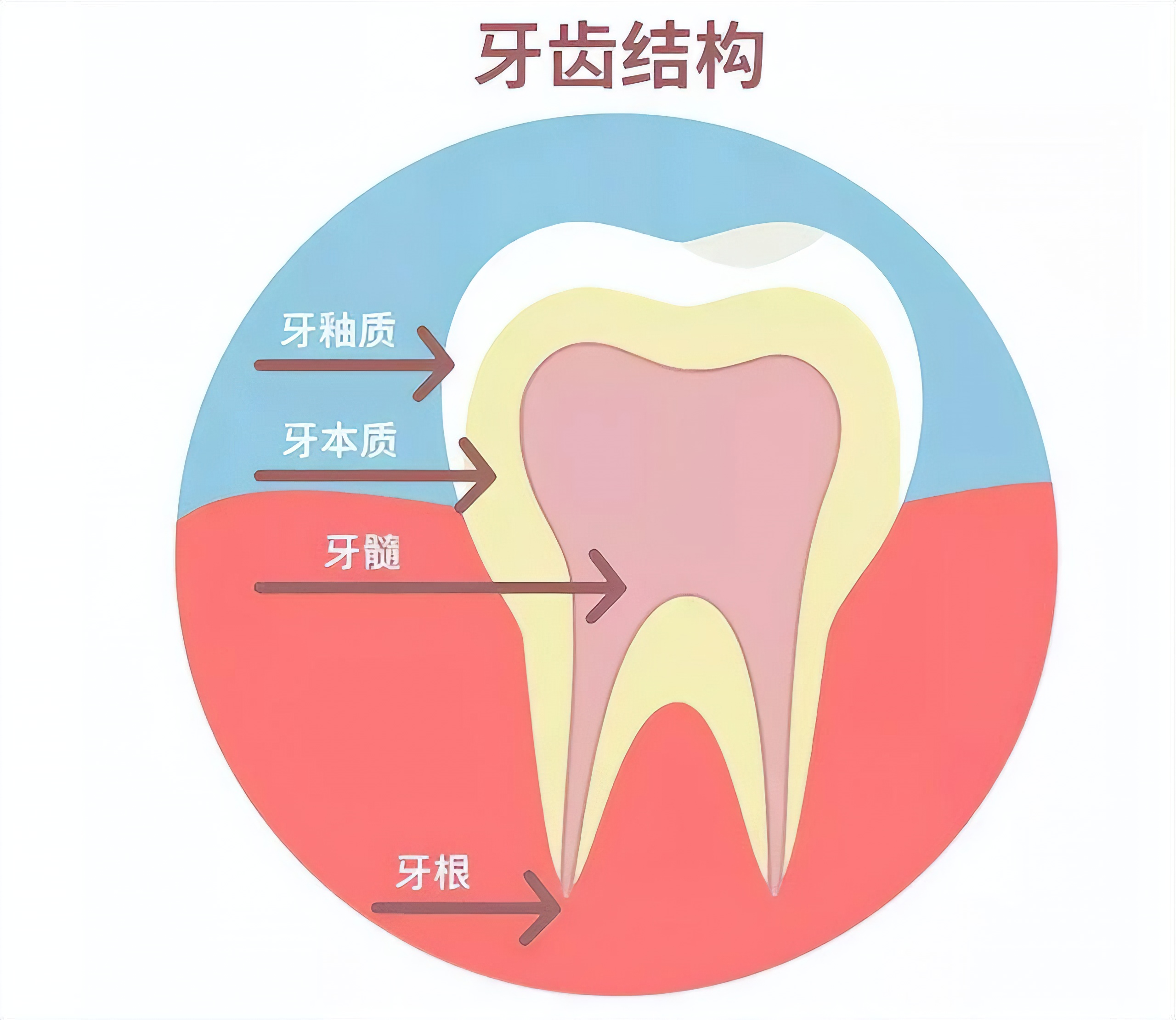 人体最坚硬的部分是牙齿,人体中最坚硬的部位不是头骨吗