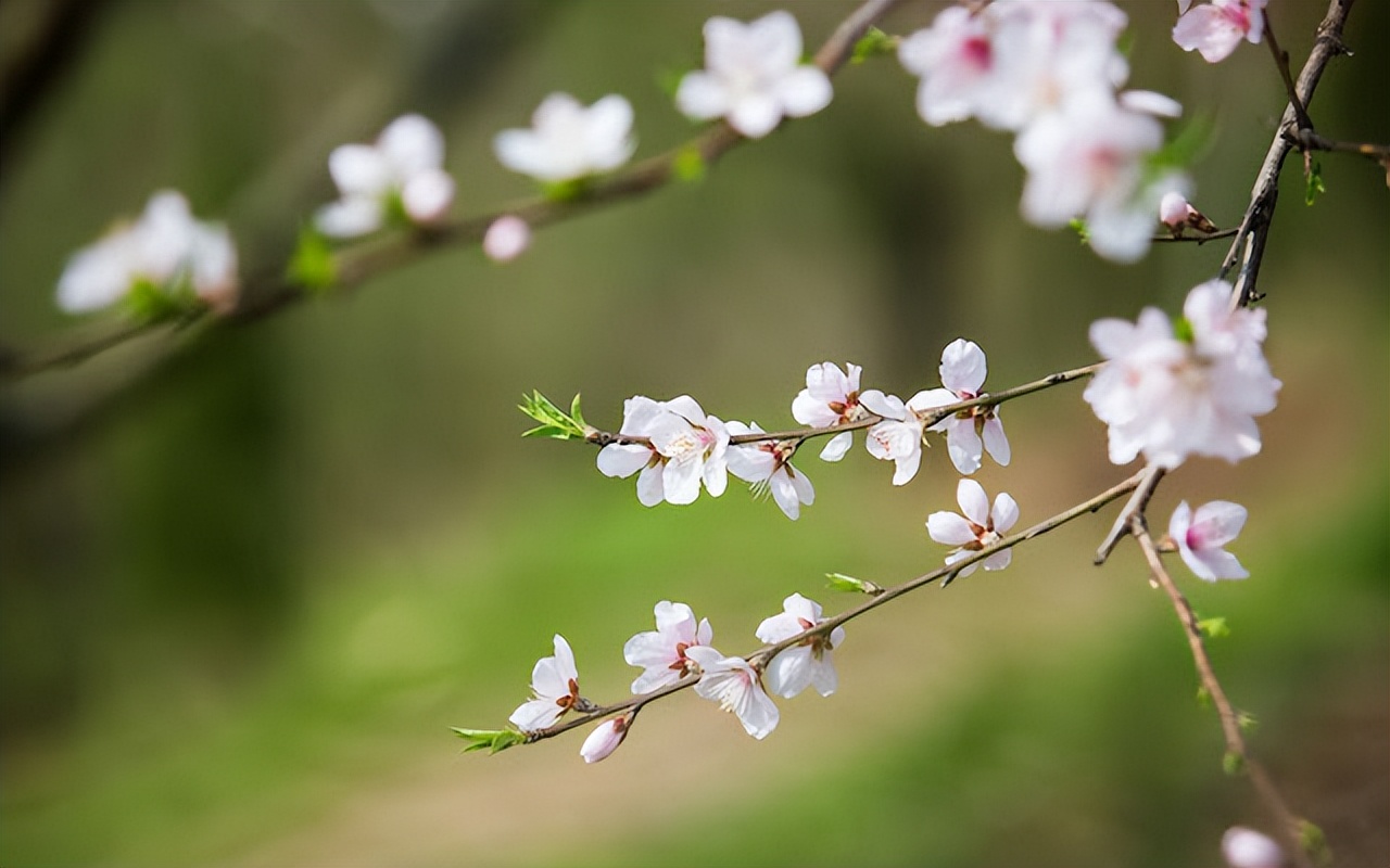 愿春暖花开温情如故,当春暖花开一切都会安好