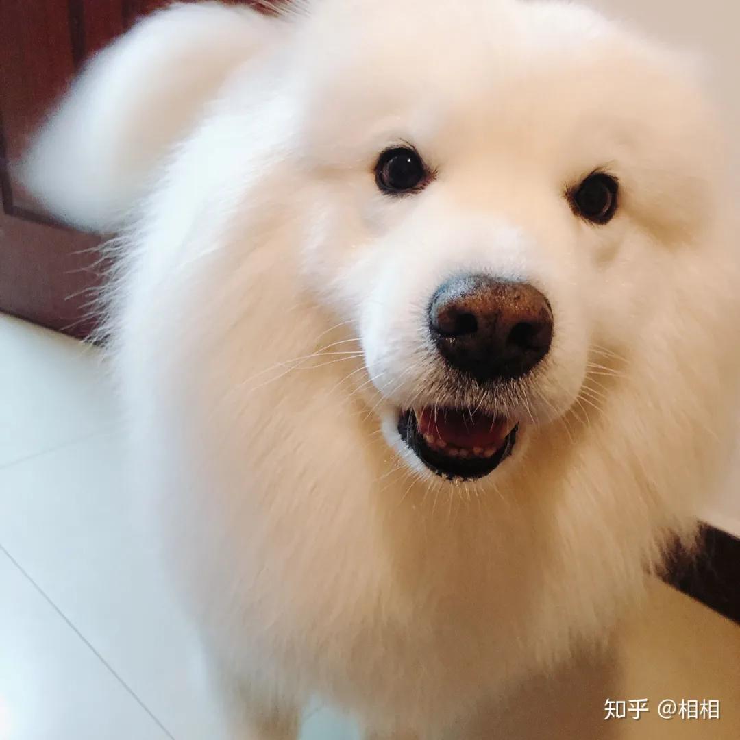 狗狗分得清人类的长相吗,在狗狗眼里分男女吗