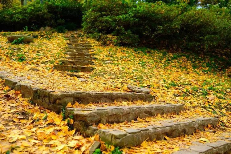 千古巨星正在煎茶，此时菊黄秋高、山寺清幽
