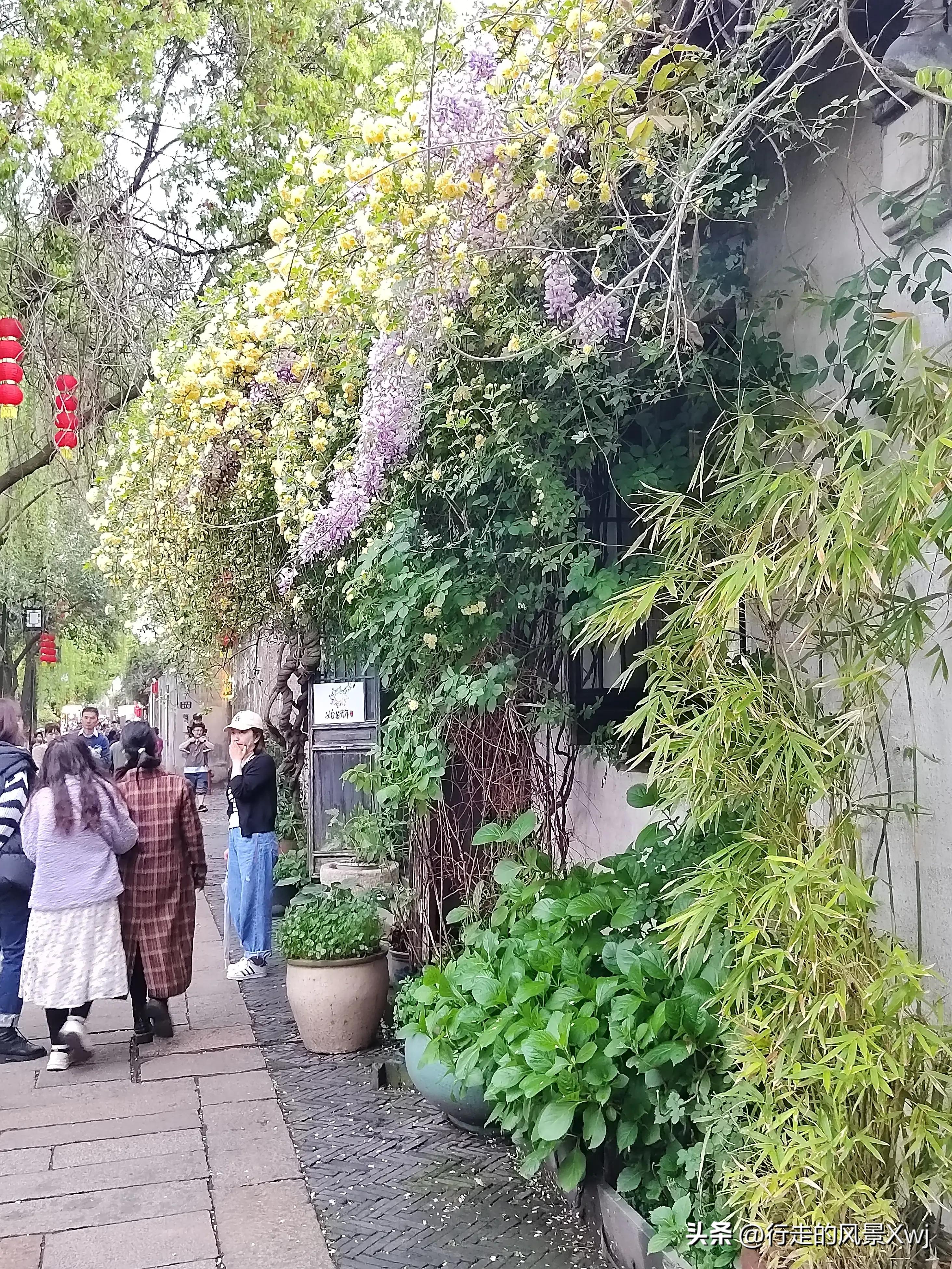 烟花三月下江南猜生肖,苏州江南农耕文化园烟花