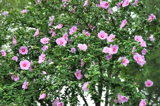 乡土散文:村庄的树