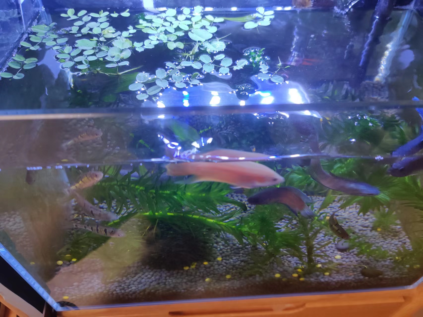 新手养斗鱼下崽了怎么办,新手养斗鱼零基础入门