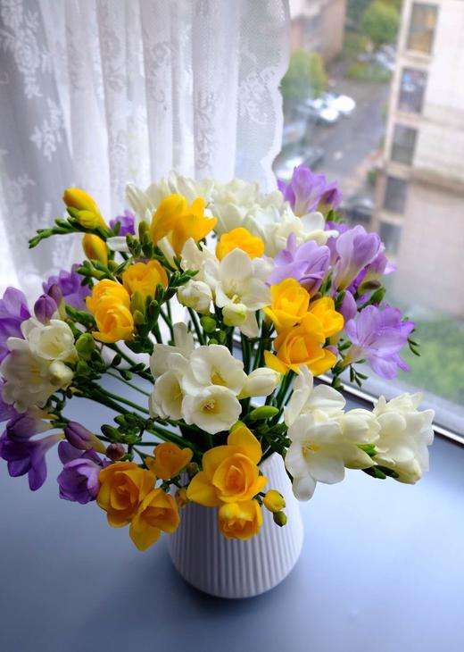 这3种花漂亮又好养1年能开300多天,5种花超好养漂亮上档次