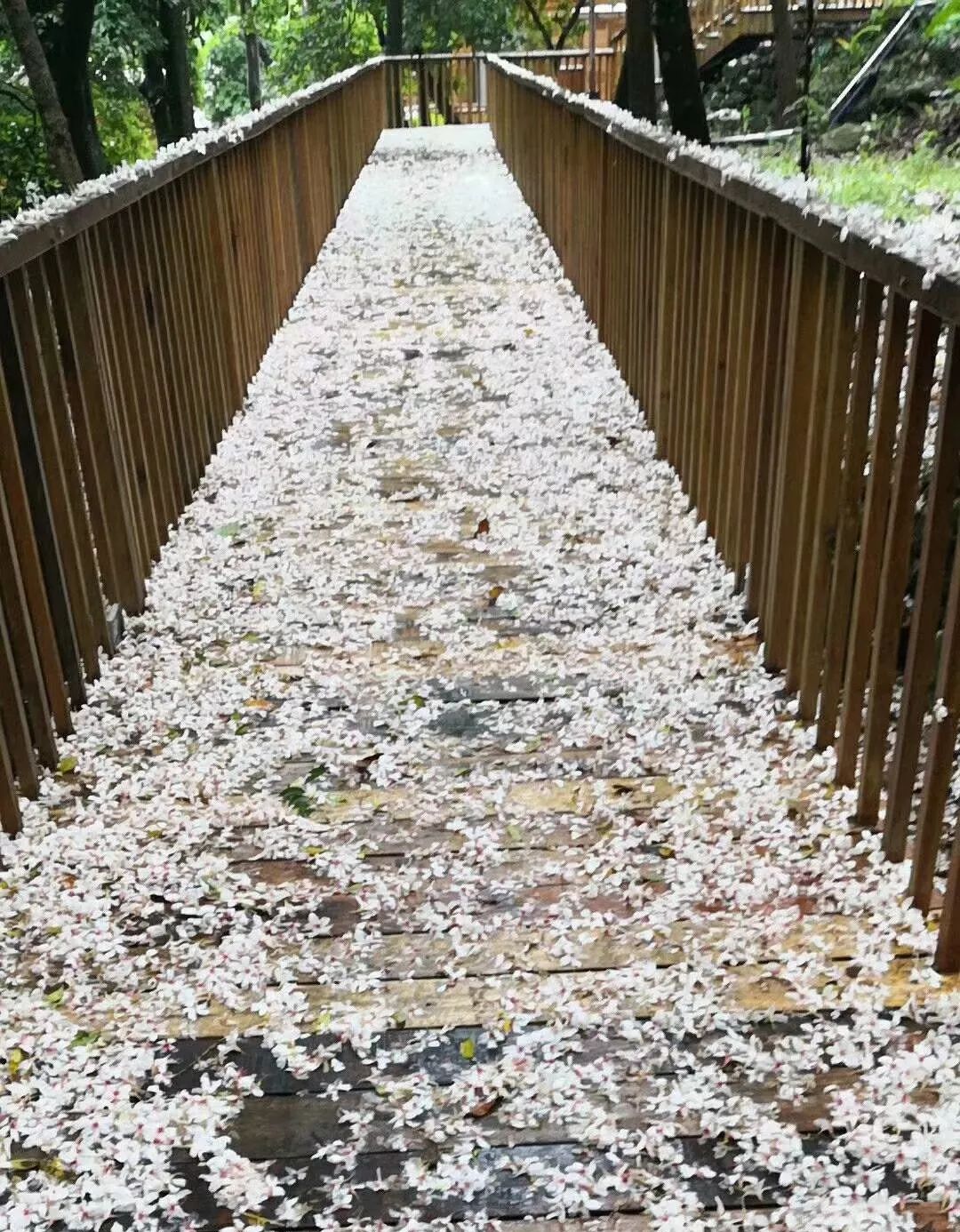 广州鹤之洲湿地公园游玩攻略简介,增城凤凰古城一日游最佳去处