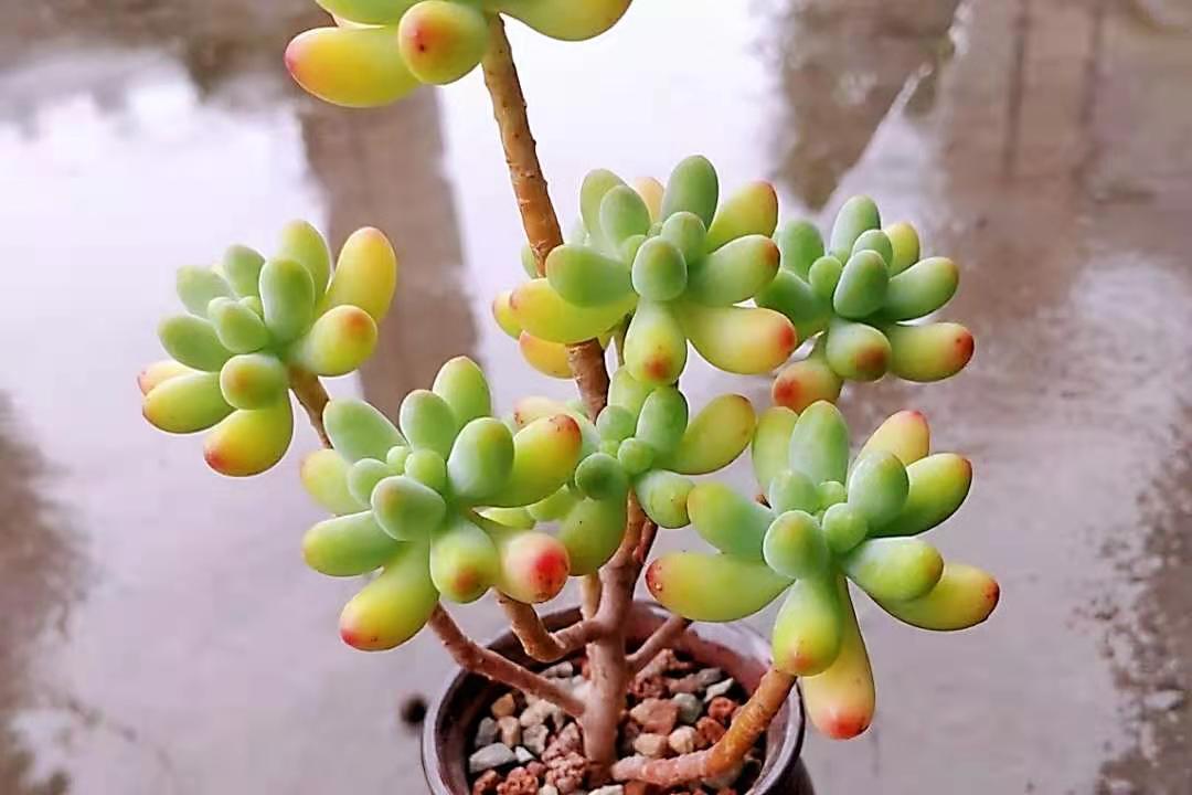 多肉乙女心四月份要不要把头弄掉,果冻乙女心多肉怎么养得又肥又大