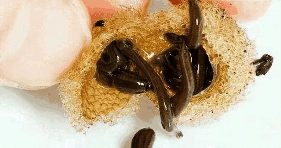 苗疆是否真的有蛊术,为什么说苗疆蛊术那么邪门